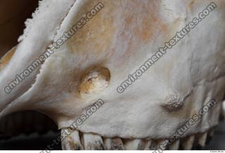 Photo Textures of Mouflon Skull 